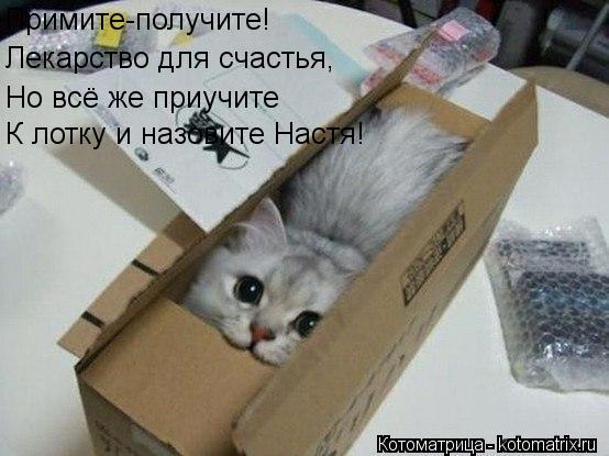 Котоматрица: Примите-получите! Лекарство для счастья, Но всё же приучите К лотку и назовите Настя!