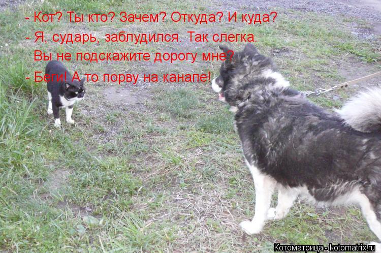 Котоматрица: - Кот? Ты кто? Зачем? Откуда? И куда? - Я, сударь, заблудился. Так слегка. Вы не подскажите дорогу мне? - Беги! А то порву на канапе!