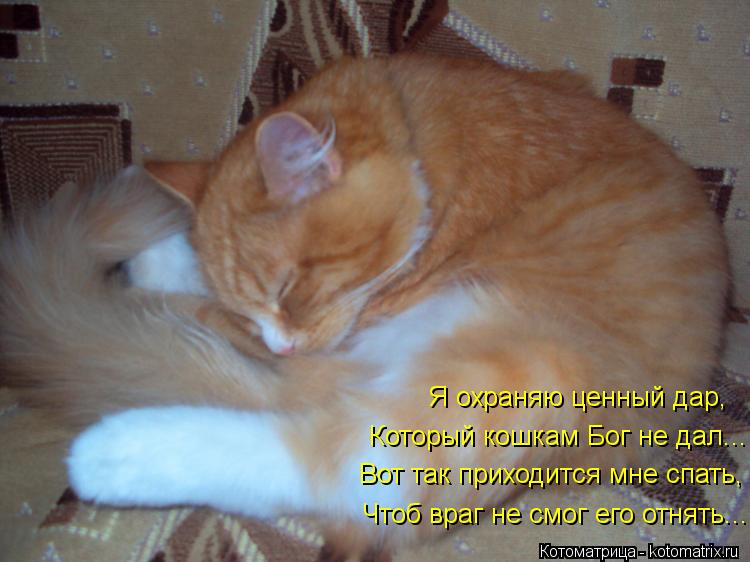 Котоматрица: Я охраняю ценный дар, Который кошкам Бог не дал... Вот так приходится мне спать, Чтоб враг не смог его отнять...