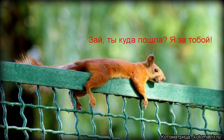 Зай, ты куда пошла? Я за тобой!... Котоматрица: Зай, ты куда пошла? Я за тобой!