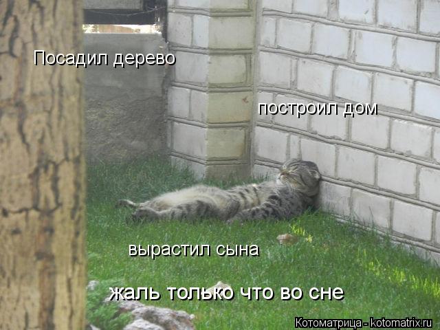 Котоматрица: Посадил дерево построил дом вырастил сына жаль только что во сне