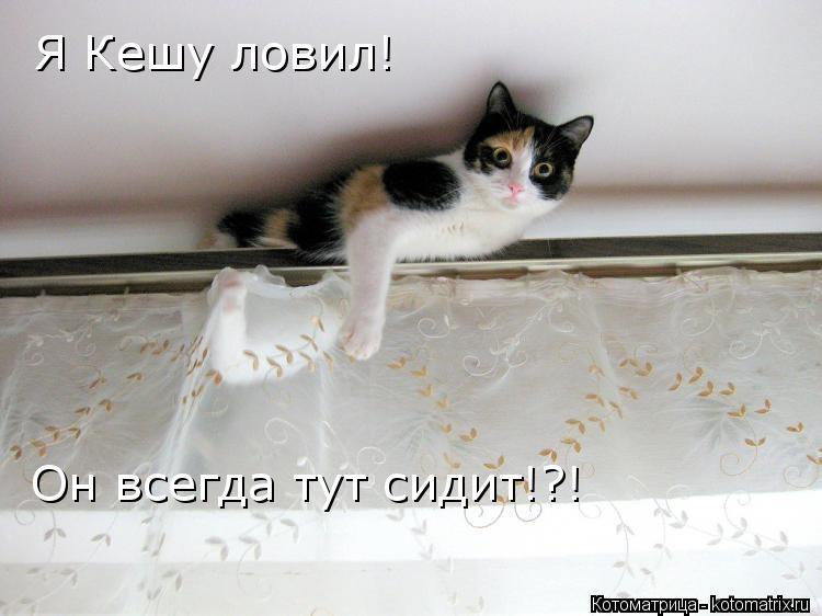 Котоматрица: Я Кешу ловил! Он всегда тут сидит!?!