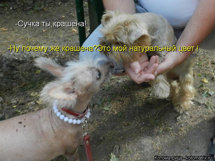 Котоматрица: -Сучка ты,крашена!  -Ну почему же крашена?Это мой натуральный цвет !