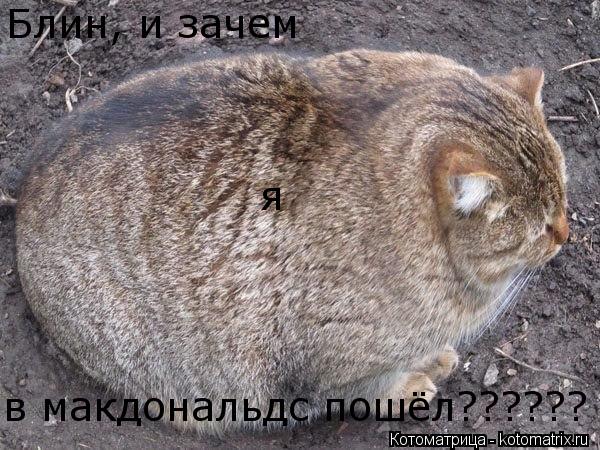 Котоматрица: Блин, и зачем я в макдональдс пошёл??????