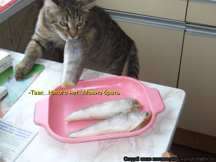 -Таак...Никого нет...Можно брать... Котоматрица: -Таак...Никого нет...Можно брать