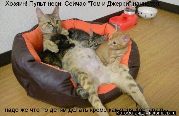 Котоматрица: Хозяин! Пульт неси! Сейчас "Том и Джерри" начнётся,  надо же что то детям делать кроме как меня доставать.