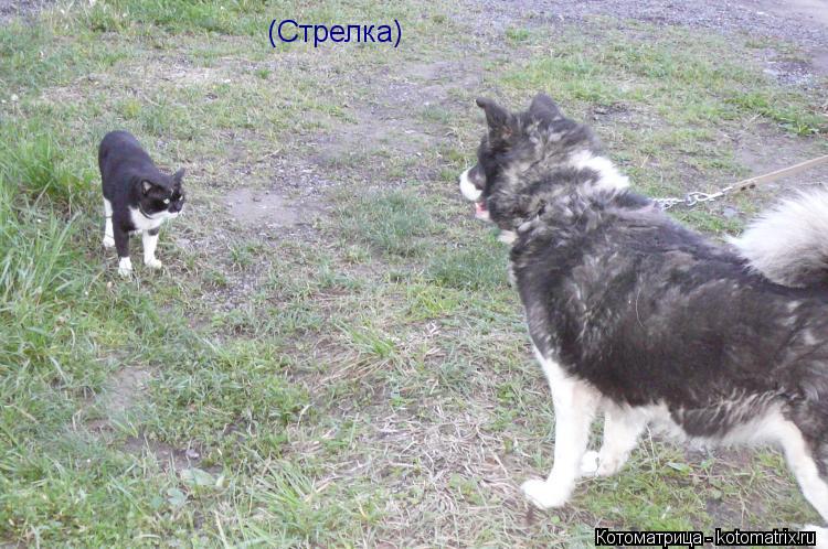 Котоматрица: (Стрелка)