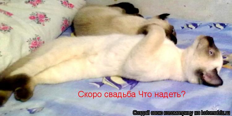 Скоро свадьба Что надеть?... Котоматрица: Скоро свадьба Что надеть?