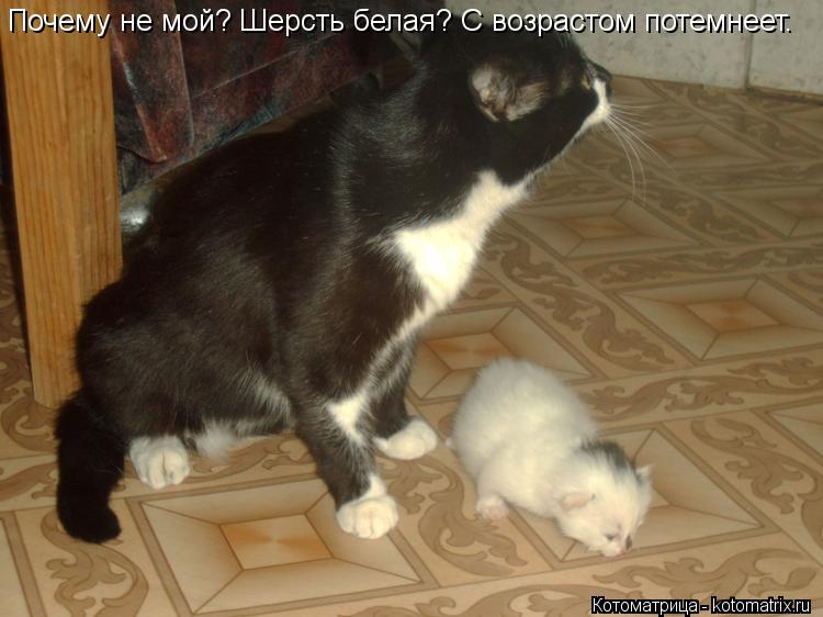 Котоматрица: Почему не мой? Шерсть белая? С возрастом потемнеет.