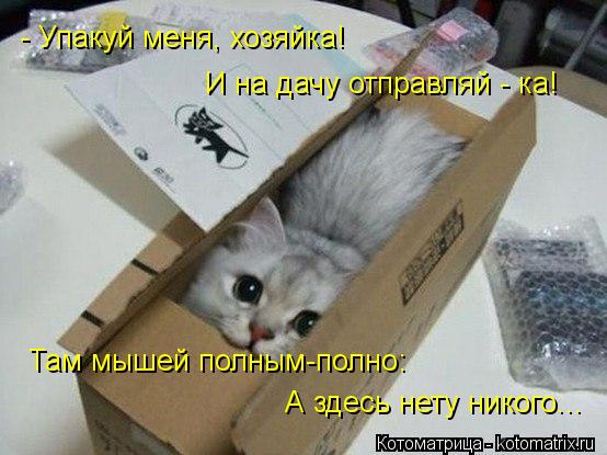 Котоматрица: - Упакуй меня, хозяйка! И на дачу отправляй - ка! Там мышей полным-полно: А здесь нету никого...