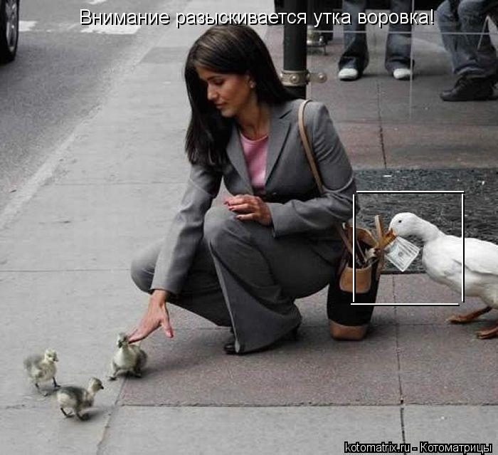 Котоматрица: Внимание разыскивается утка воровка! __________ __________ __________ __________