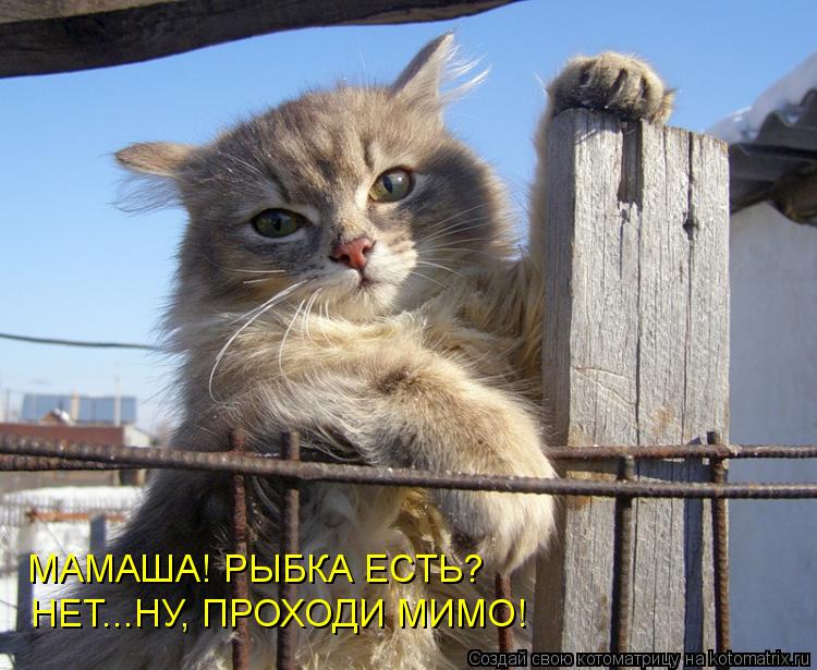 Котоматрица: НЕТ...НУ, ПРОХОДИ МИМО! МАМАША! РЫБКА ЕСТЬ?