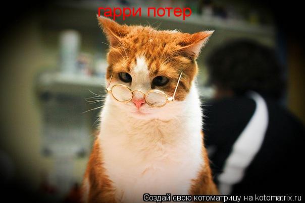 гарри потер... Котоматрица: гарри потер