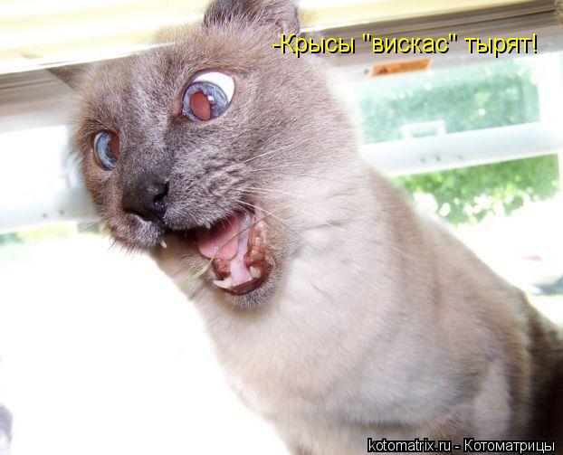 Котоматрица: -Крысы "вискас" тырят!