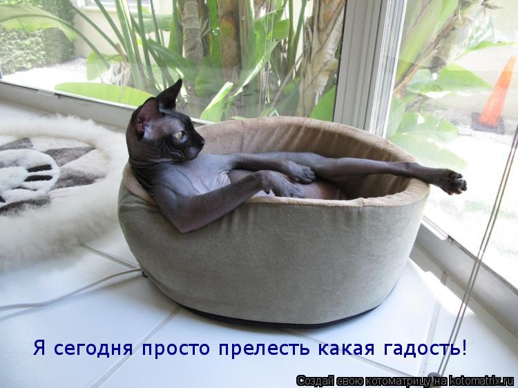 Котоматрица: Я сегодня просто прелесть какая гадость!
