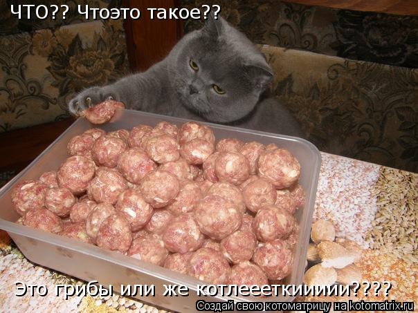 Котоматрица: ЧТО?? Чтоэто такое?? Это грибы или же котлеееткиииии????