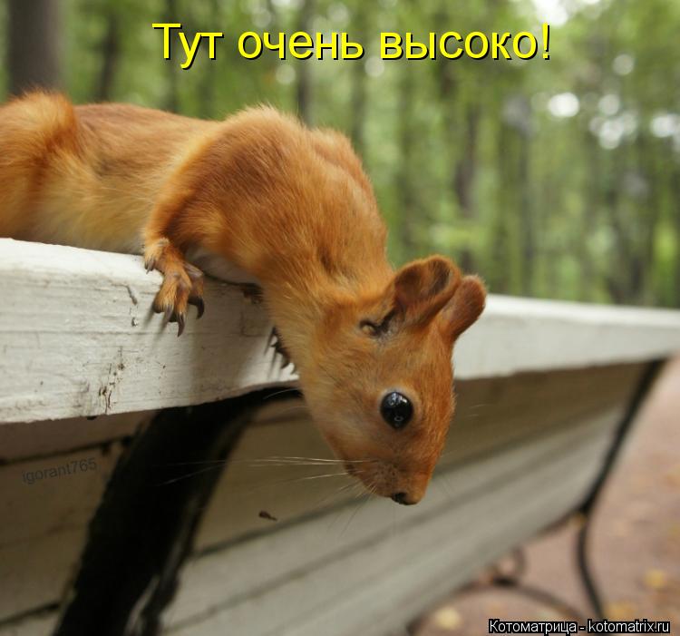 Котоматрица: Тут очень высоко!