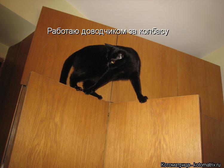 Котоматрица: Работаю доводчиком за колбасу