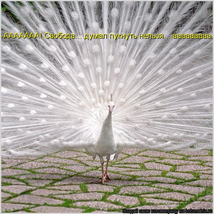 Котоматрица: -ААААААА! Свобода... думал пукнуть нельзя... ааааааааа...
