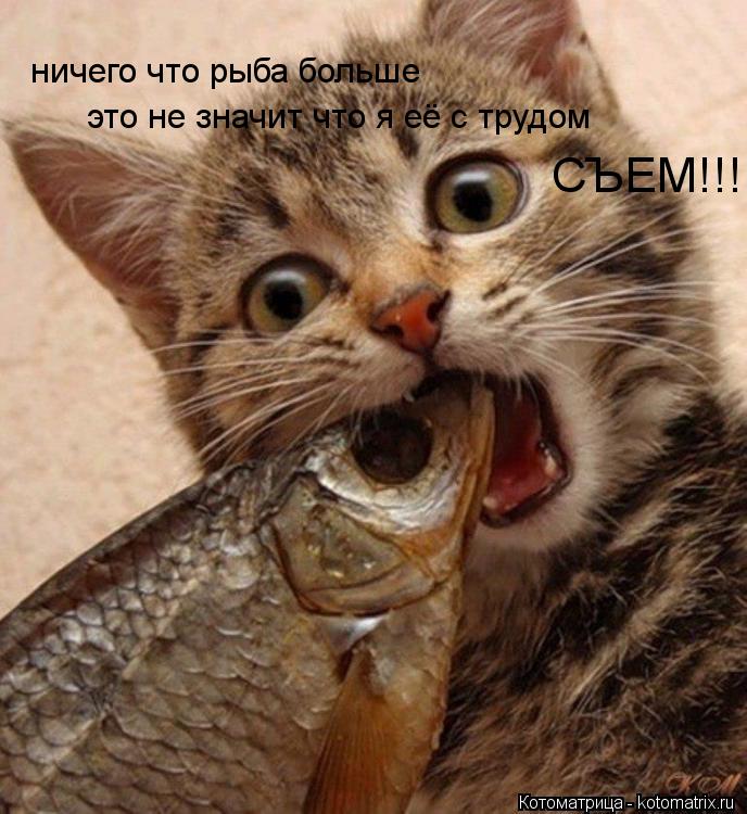ничего что рыба больше это не значит что я её с трудом СЪЕМ!!!... Котоматрица: ничего что рыба больше это не значит что я её с трудом СЪЕМ!!!