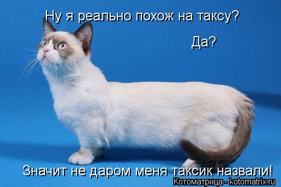 Ну я реально похож на таксу? Да? Значит не даром меня таксик назвали!... Котоматрица: Ну я реально похож на таксу? Да? Значит не даром меня таксик назвали!