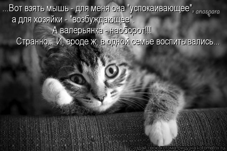 ...Вот взять мышь - для меня она "успокаивающее", а для хозяйки - "возбуждающее". А валерьянка - на... Котоматрица: ...Вот взять мышь - для меня она "успокаивающее", а для хозяйки - "возбуждающее". А валерьянка - наоборот!!! Странно... И, вроде ж, в одной семье во