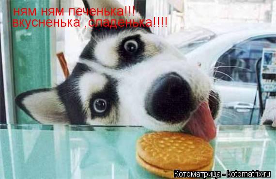 Котоматрица: ням ням печенька!!! вкусненька ,сладенька!!!!