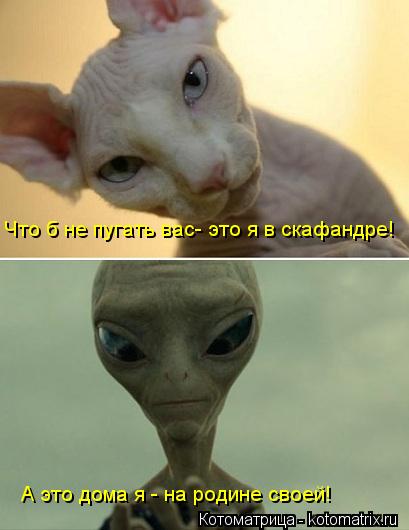Котоматрица: Что б не пугать вас- это я в скафандре! А это дома я - на родине своей!
