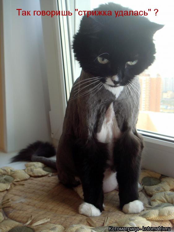 Котоматрица: Так говоришь "стрижка удалась" ?