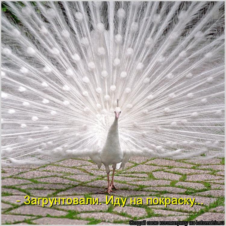 Котоматрица: - Загрунтовали. Иду на покраску...