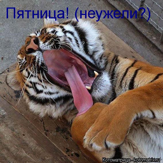 Котоматрица: Пятница! (неужели?) Пятница! (неужели?)
