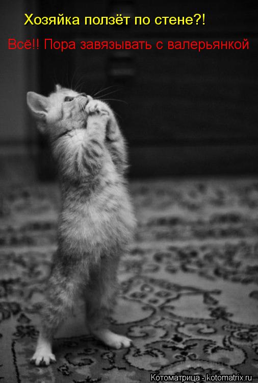 Котоматрица: Хозяйка ползёт по стене?! Всё!! Пора завязывать с валерьянкой