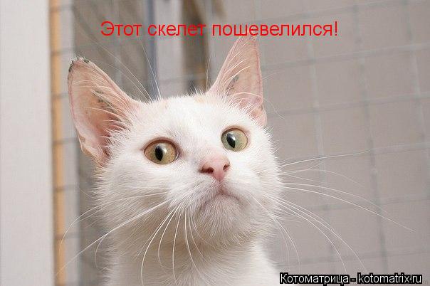 Котоматрица: Этот скелет пошевелился!