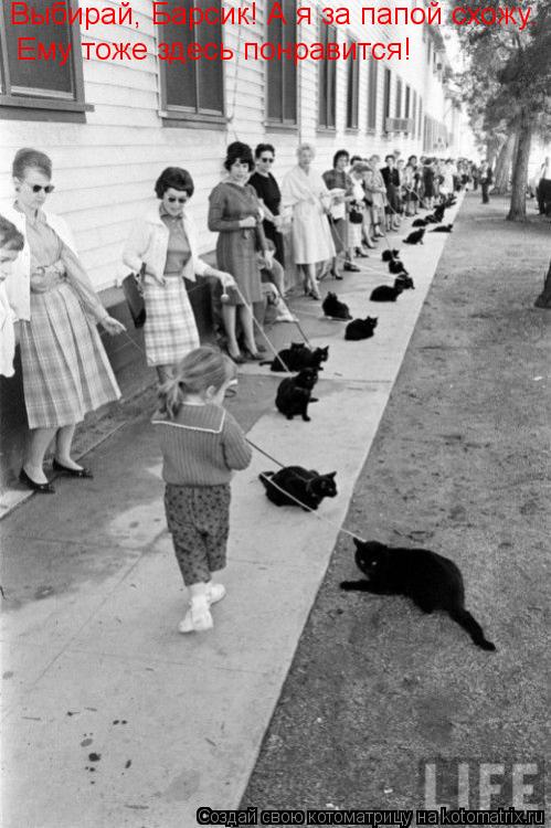 Котоматрица: Выбирай, Барсик! А я за папой схожу. Ему тоже здесь понравится!