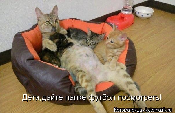 Котоматрица: Дети,дайте папке футбол посмотреть!