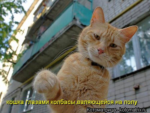 Котоматрица: кошка глазами колбасы,валяющейся на полу