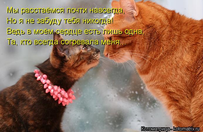 Котоматрица: Мы расстаёмся почти навсегда, Но я не забуду тебя никогда! Ведь в моём сердце есть лишь одна, Та, кто всегда согревала меня...