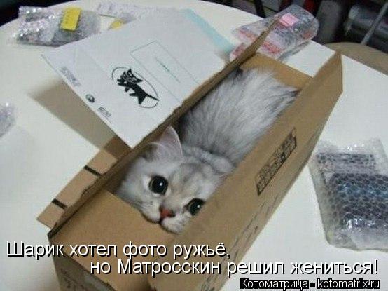 Котоматрица: Шарик хотел фото ружьё, но Матросскин решил жениться!