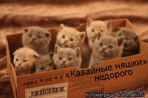 «Кавайные няшки» недорого... Котоматрица: «Кавайные няшки» недорого