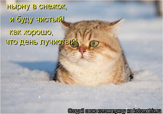Котоматрица: нырну в снежок, и буду чистый! как хорошо, что день лучистый!
