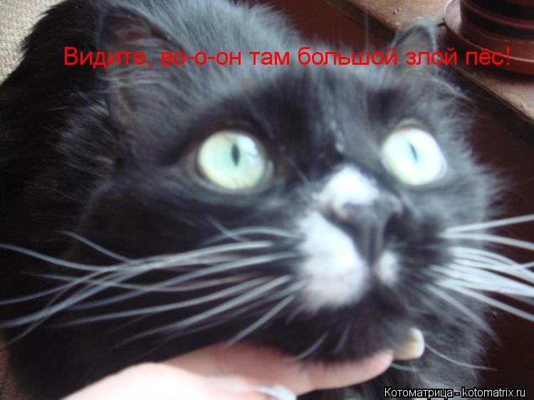 Котоматрица: Видите, во-о-он там большой злой пёс!