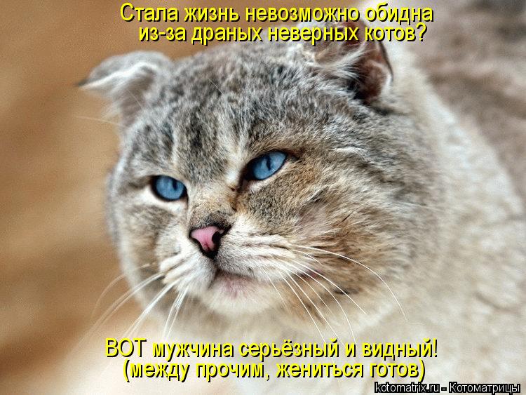 Стала жизнь невозможно обидна из-за драных неверных котов? ВОТ мужчина серьёзный и видный! (между пр... Котоматрица: Стала жизнь невозможно обидна из-за драных неверных котов? ВОТ мужчина серьёзный и видный! (между прочим, жениться готов)