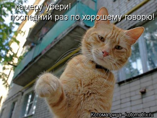 Котоматрица: камеру убери!  последний раз по хорошему говорю!