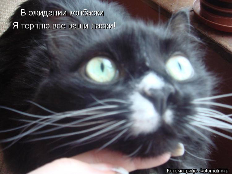 Котоматрица: В ожидании колбаски Я терплю все ваши ласки!