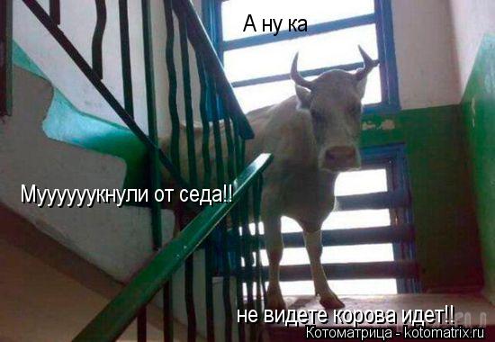 Котоматрица: А ну ка  Муууууукнули от седа!! не видете корова идет!!