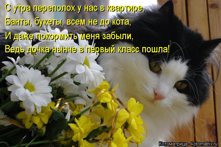 Котоматрица: С утра переполох у нас в квартире, Банты, букеты, всем не до кота, И даже покормить меня забыли, Ведь дочка нынче в первый класс пошла!