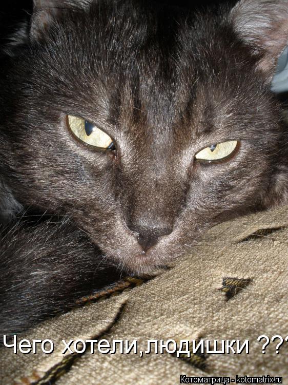 Котоматрица: Чего хотели,людишки ???