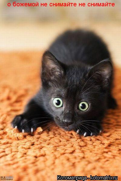 Котоматрица: о божемой не снимайте не снимайте