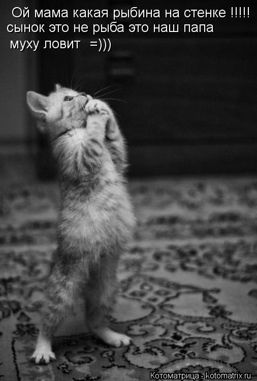 Котоматрица: Ой мама какая рыбина на стенке !!!!! сынок это не рыба это наш папа  муху ловит =)))