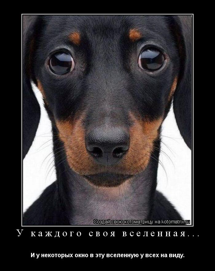 Котоматрица: У каждого своя вселенная... И у некоторых окно в эту вселенную у всех на виду.